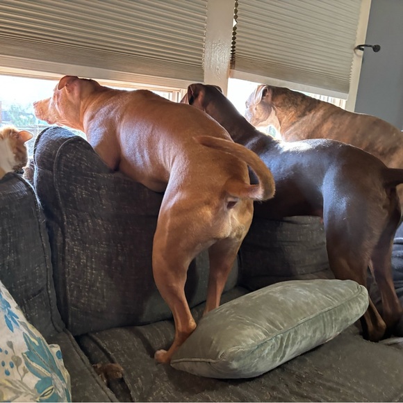 LIVE SHARE SHOW @jtoth1985 - Picture 9 of 9